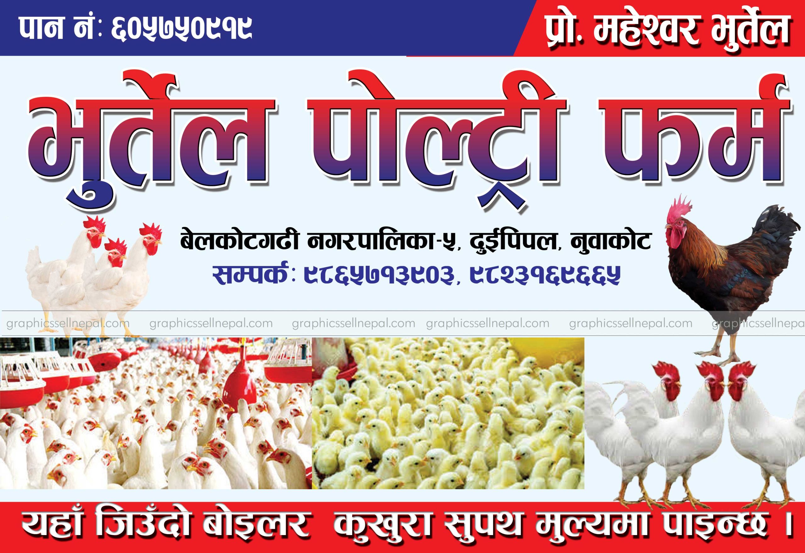 FN : 1158 Poultry - Image 2